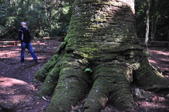 Maravilhado com a gigantesca e milenar araucária na região de Nova Petrópolis - RS
